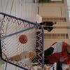 20060520_FinaleChamp_Lsn1Meyrin_0151