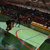 20140330_EWC_Final_ChambesyPanthers-RTTraiskirchen_GSieber_0011